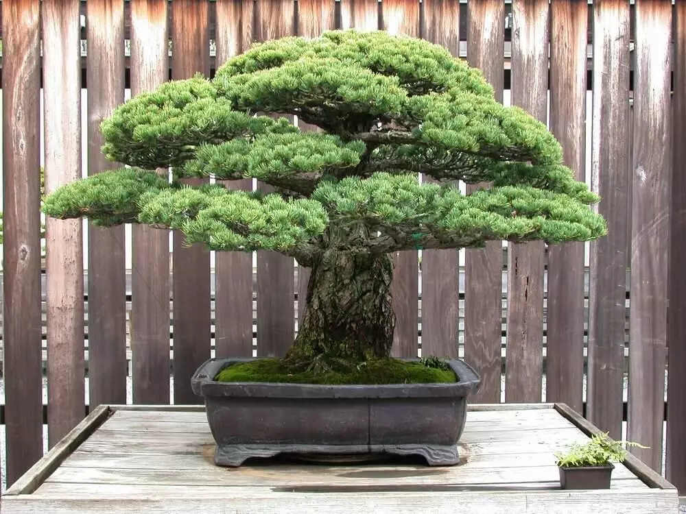 Bonsai-Dnger - Geld-zurck-Garantie - Ferber Painting
