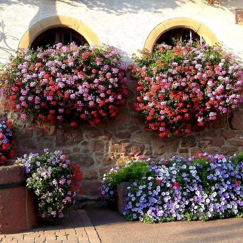 Geranium Fertilizer - Money-Back Guarantee - Ferber Painting