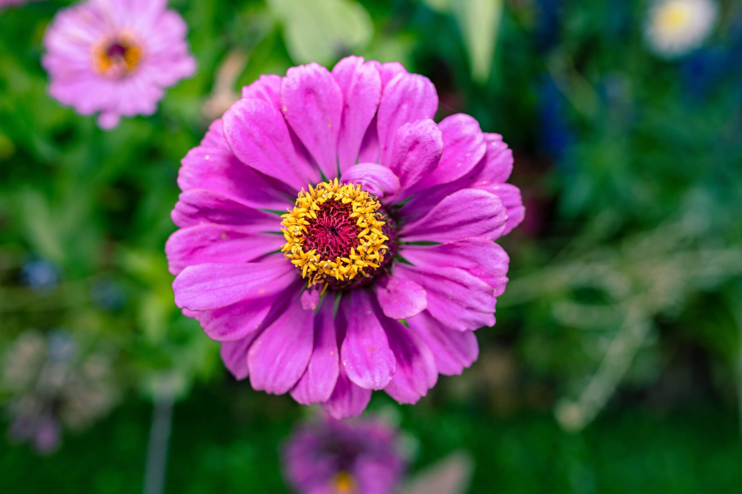 Close-up of a vibrant pink zinnia flower blooming in a Paris garden during summer.