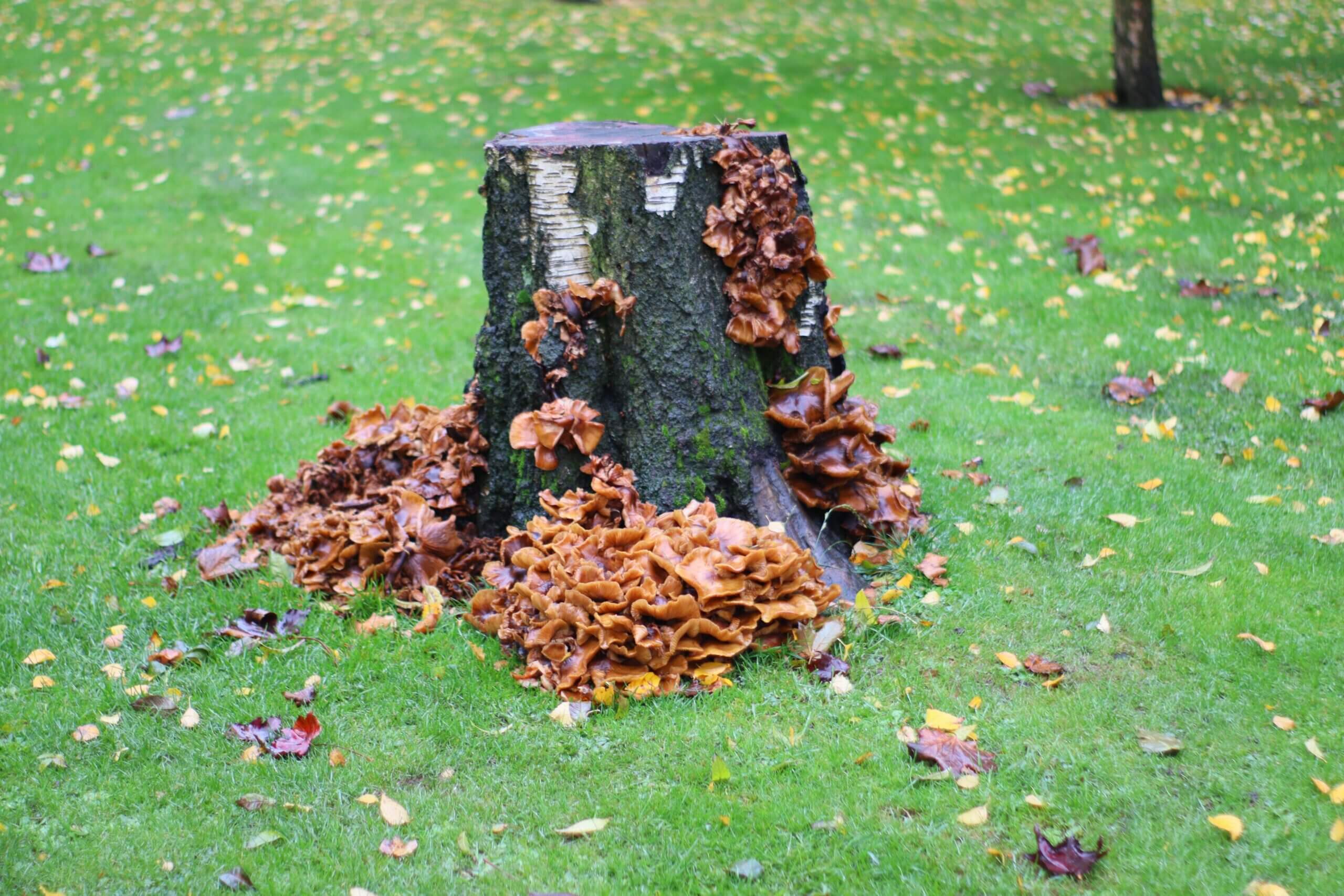 Brown mushrooms growing on a tree stump in a grassy area during fall in England.