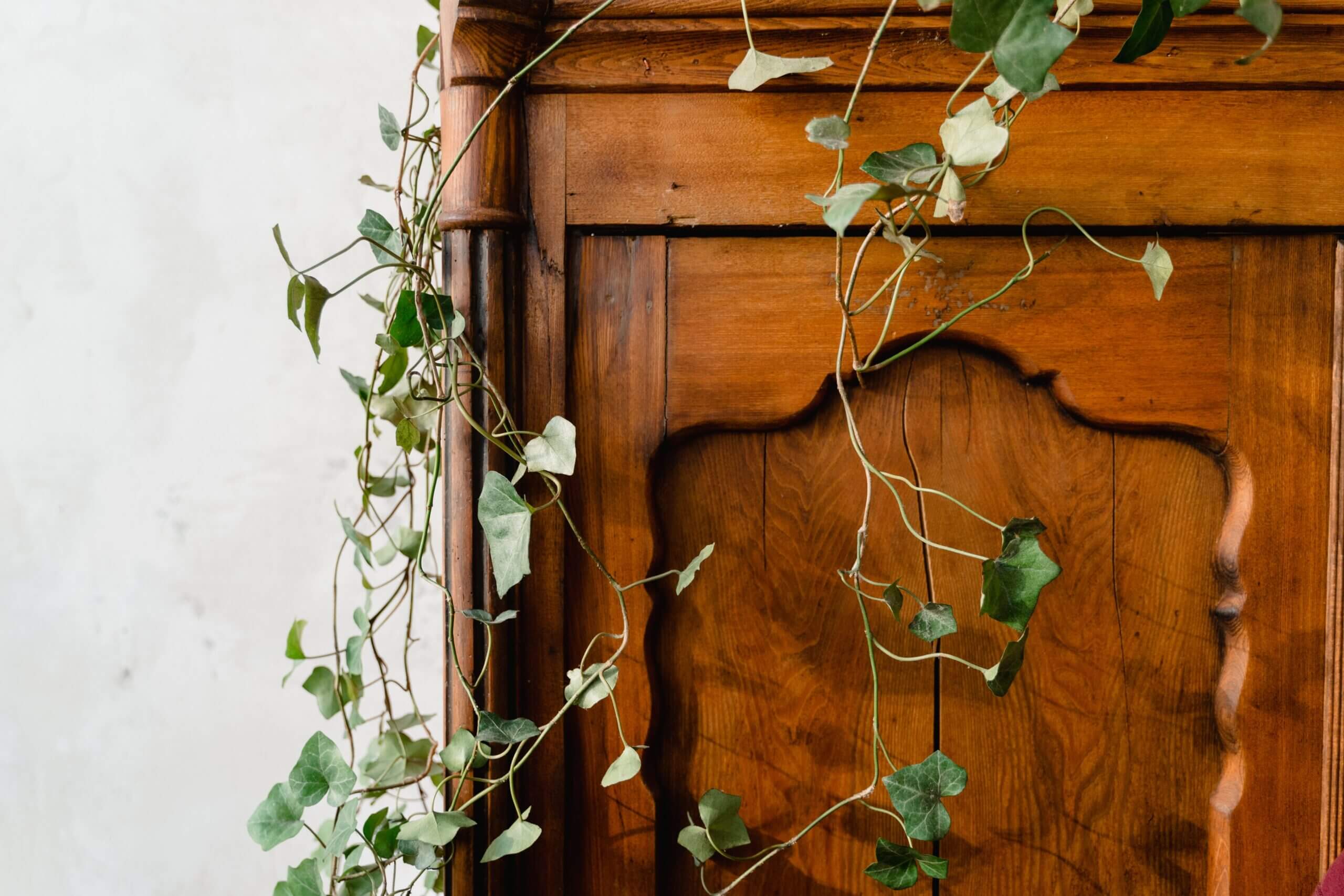 Elegant wooden door adorned with climbing ivy vines, creating a rustic and natural look.
